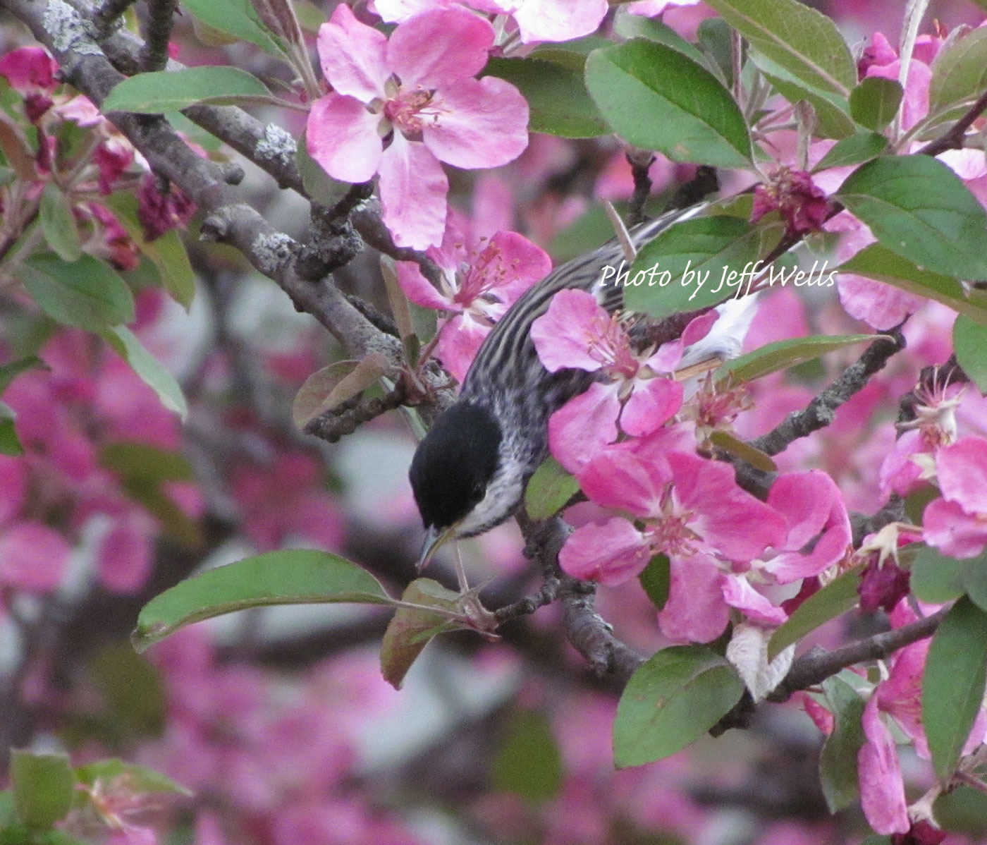 Blackpoll Warblers