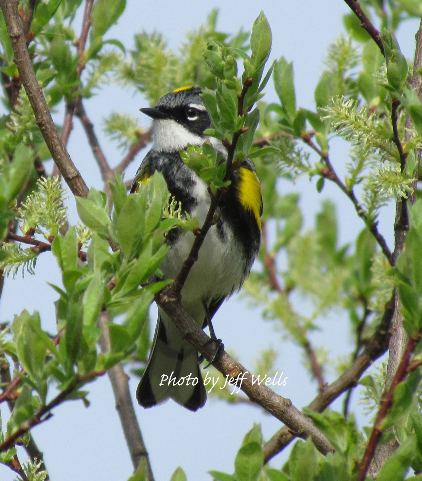 Yellow-rumped-warbler