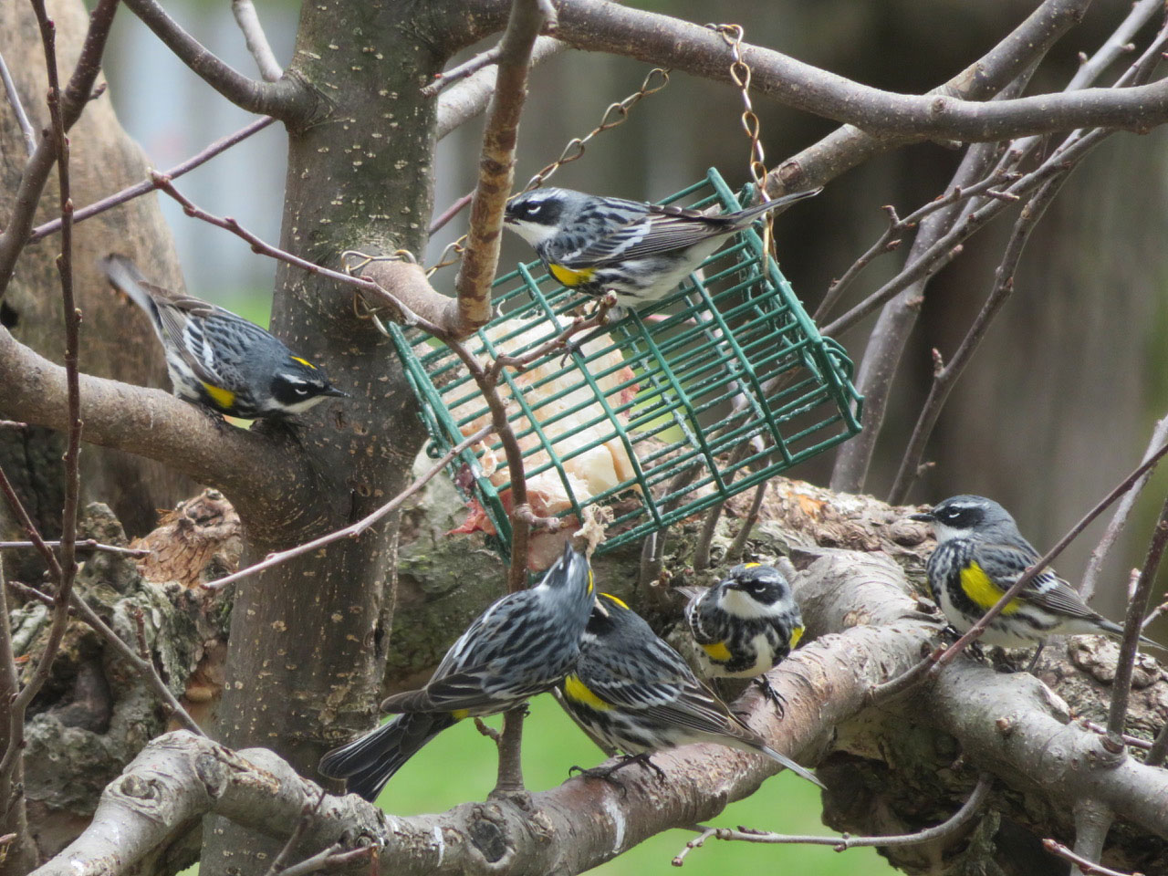 Yellow-rumped Warblers