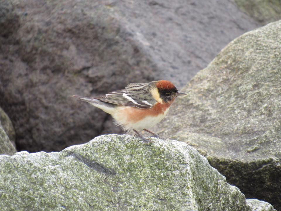 Bay-breasted Warbler