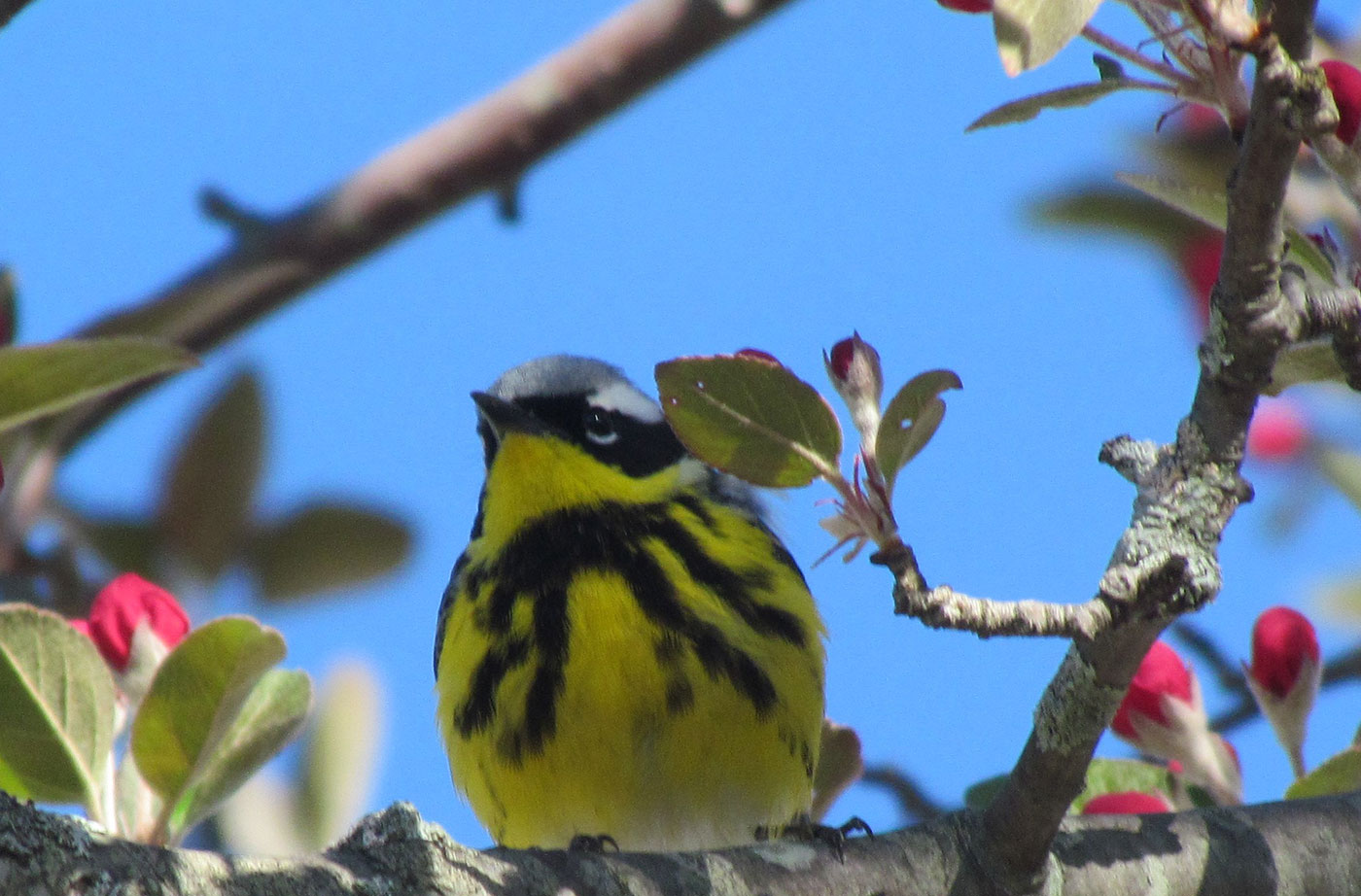 Magnolia Warbler