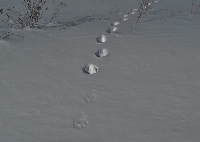 lynx tracks