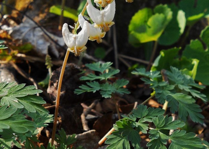 dutchman's breeches in bloom