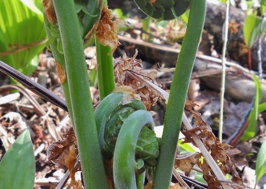 fiddleheads