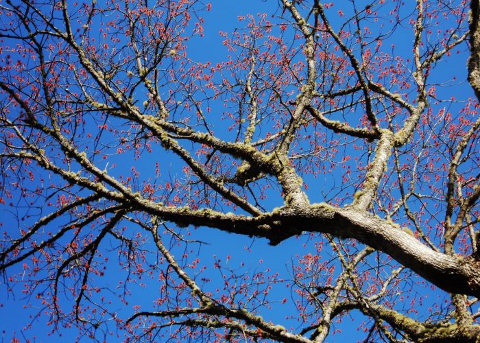 red maple in bloom