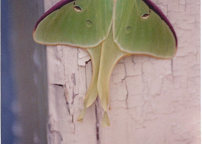 luna moth