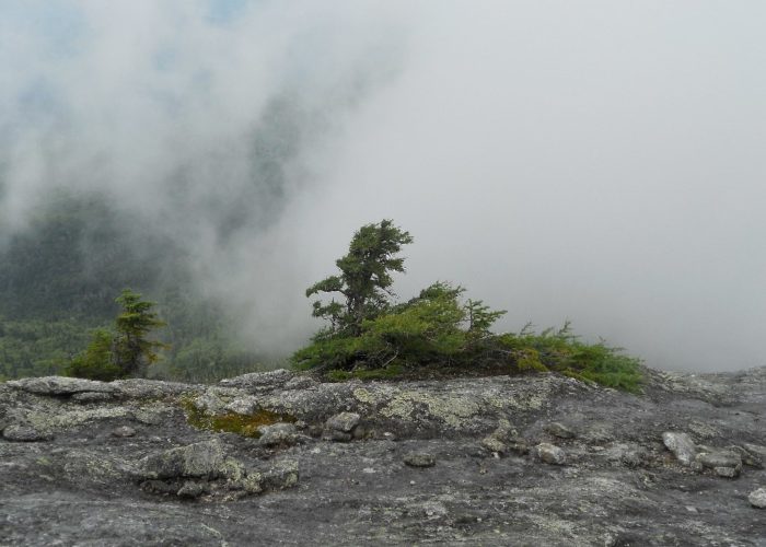 Eastern Larch