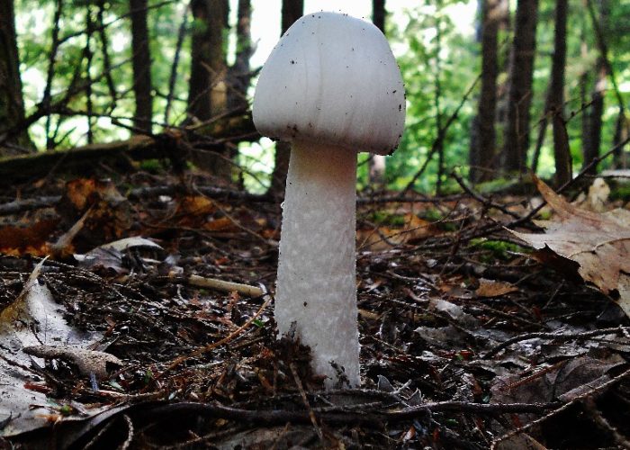 The Destroying Angel