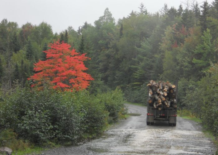 maple tree and logging truck