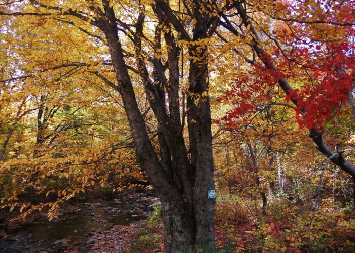 yellow birch and red maple