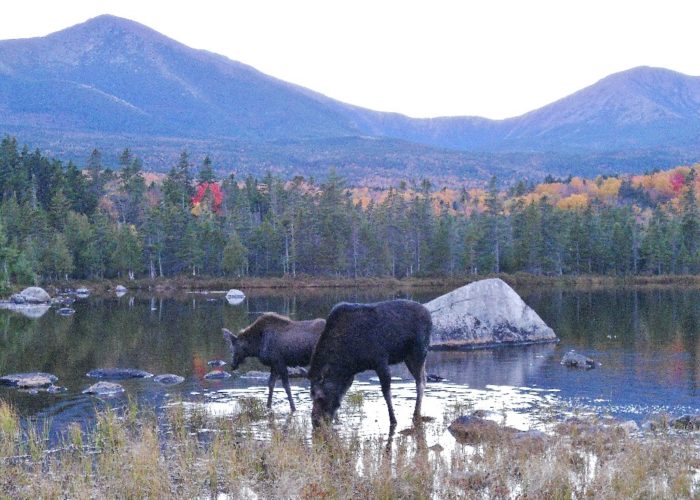 mother moose and her calf