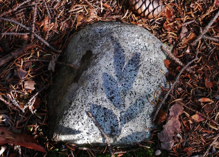 Leaf shadows on a rock