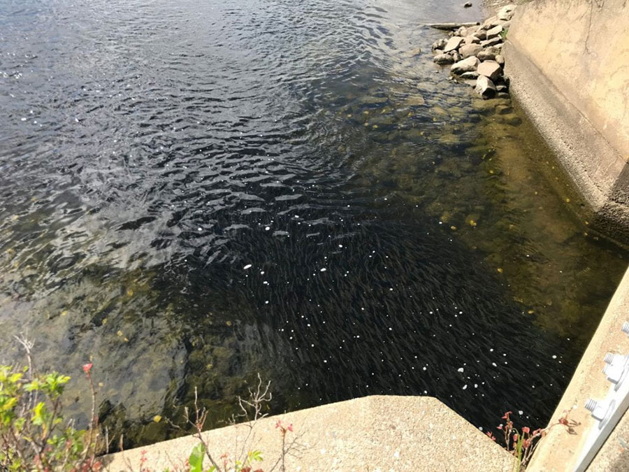 alewives-damariscotta