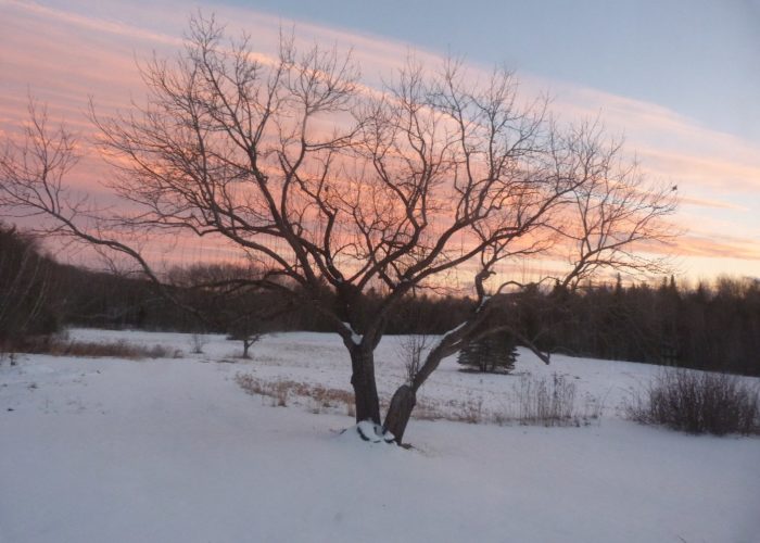 Apple tree at sunset