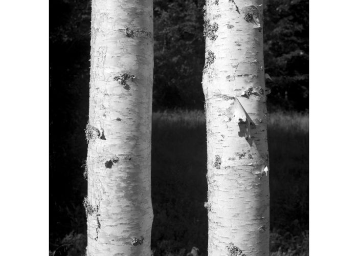 birch-trees