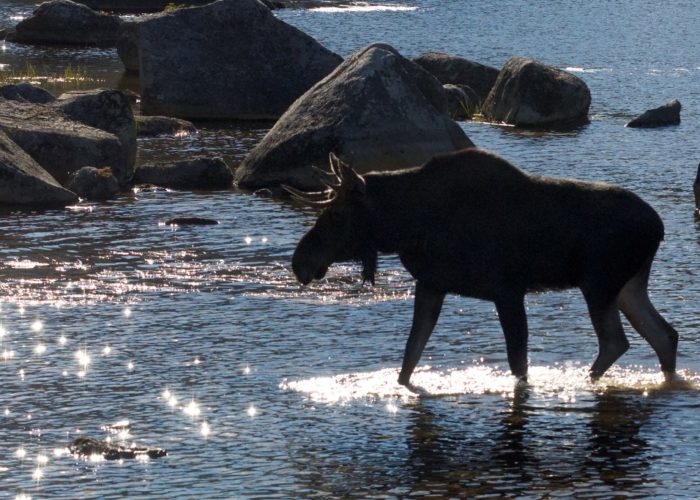 bull-moose-baxter-state-park