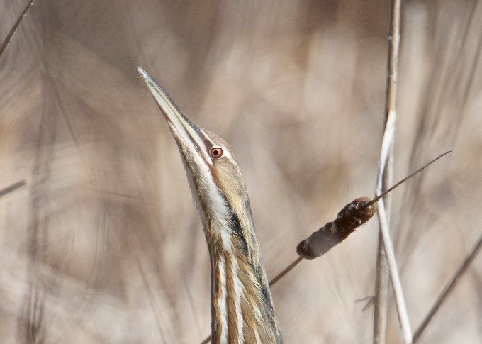 American-Bittern