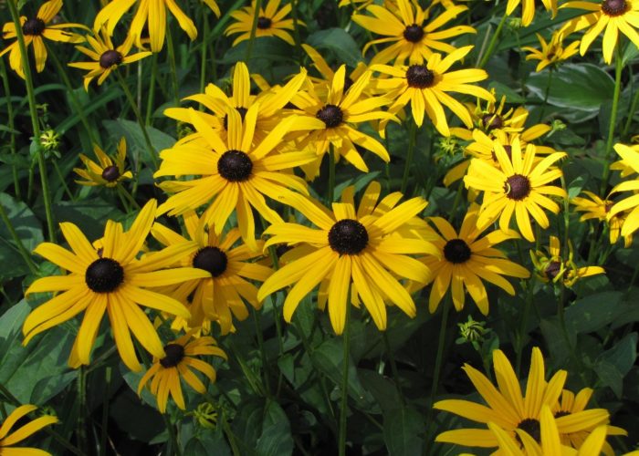 Black-eyed Susans