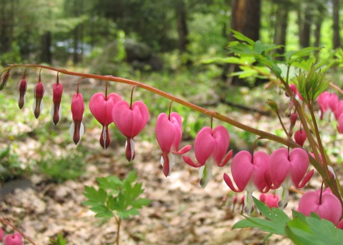 Bleeding heart plant