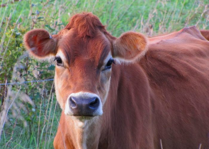 Brown-eyed Girl cow