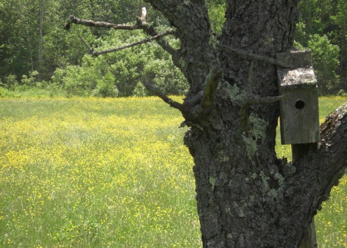 Buttercups and a birdhouse