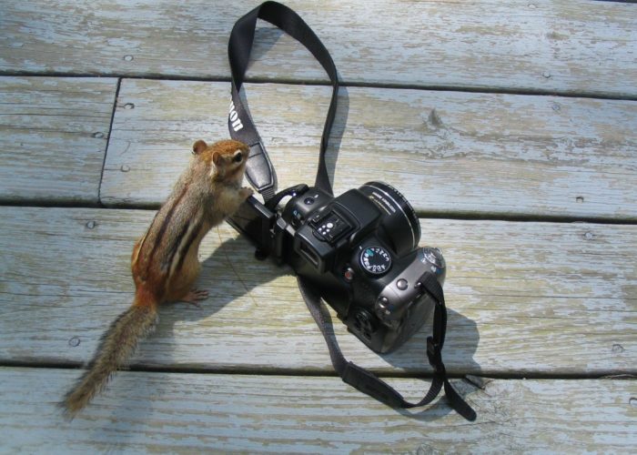 squirrel with camera