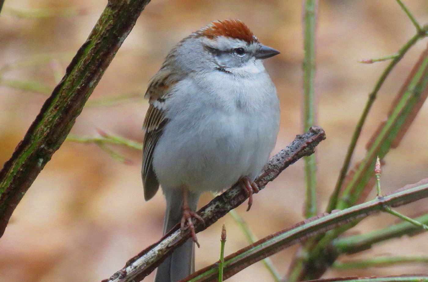 Chipping Sparrow