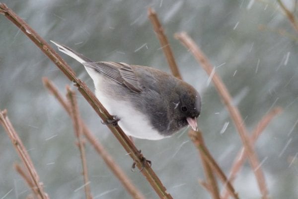 Dark-eyed Junco in storm