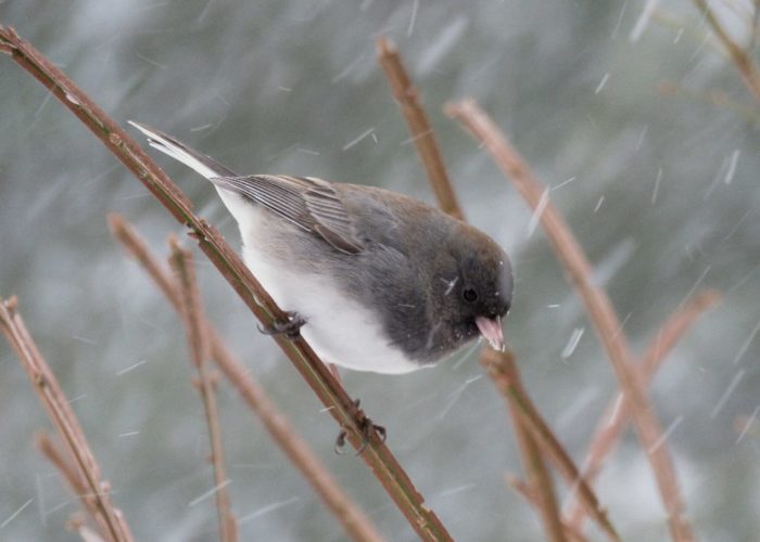 Dark-eyed Junco in storm