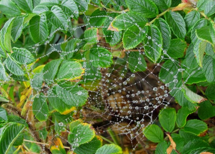 spider web in dew