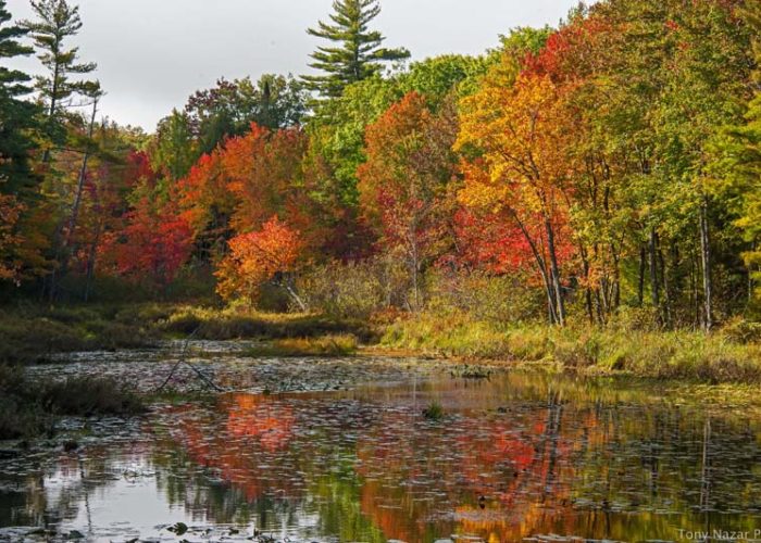 fayette-in-fall