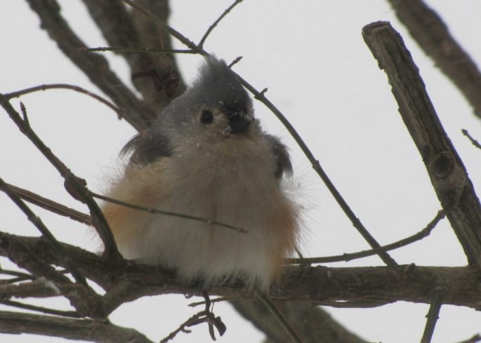 Tufted Titmouse