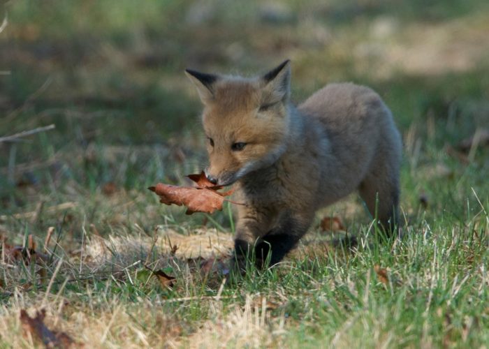 fox-kit