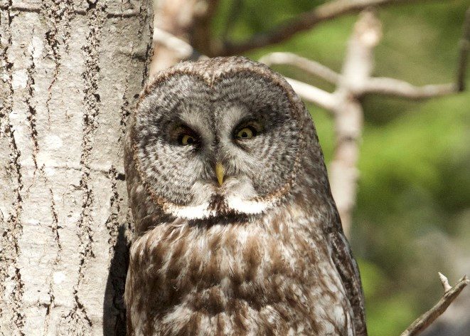 great-grey-owl