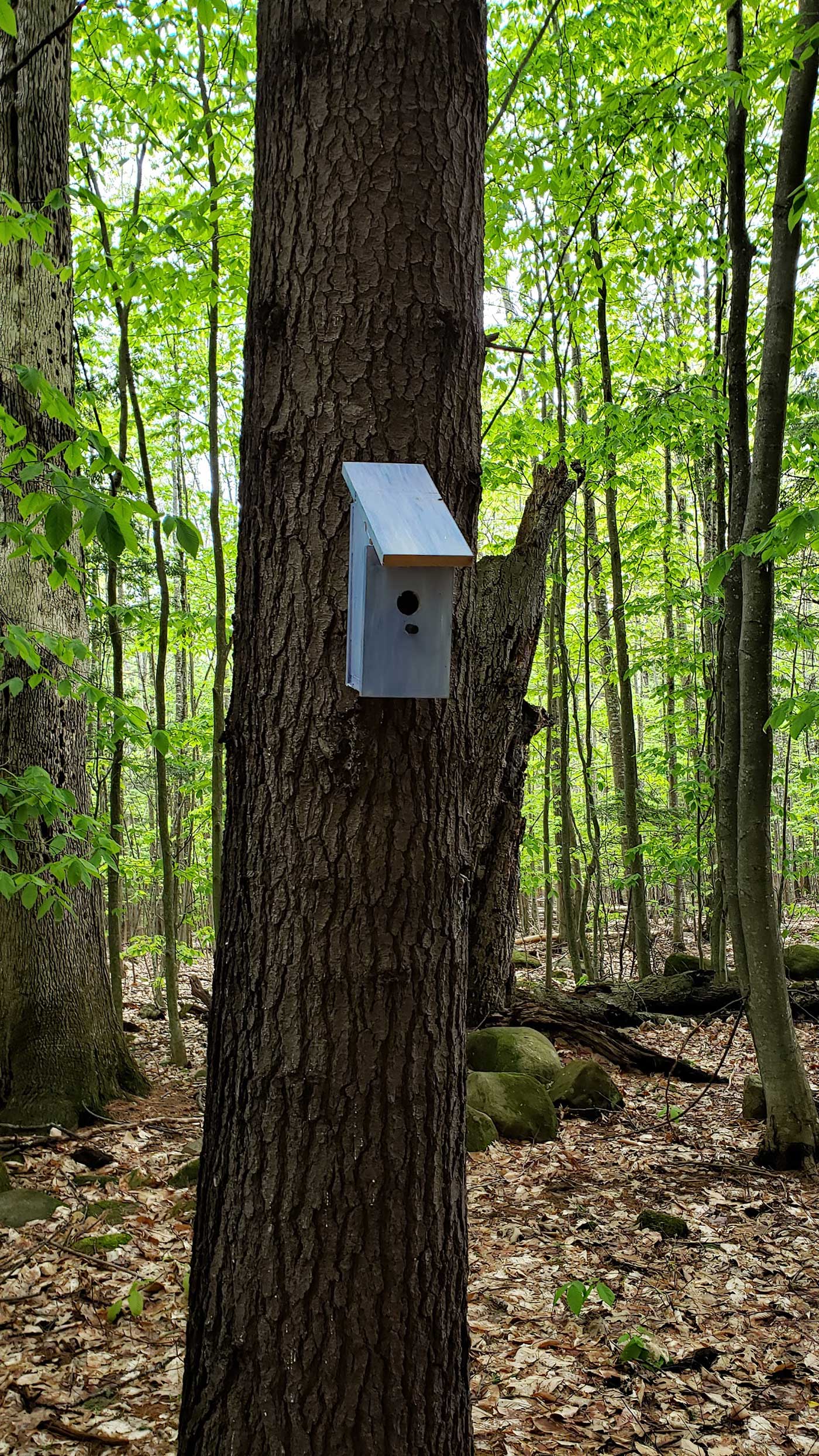 birdhouse on trail