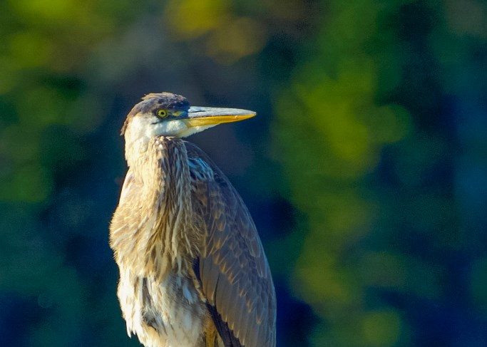 heron-baxter-state-park