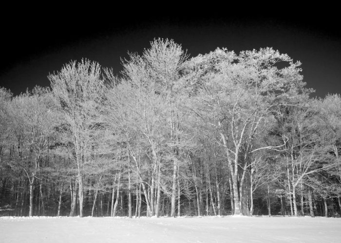 icy-trees-hancock