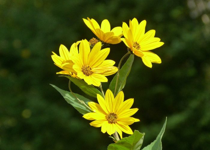 Jerusalem Artichoke