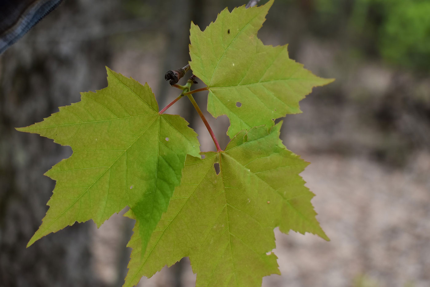 leaf out at Messalonskee