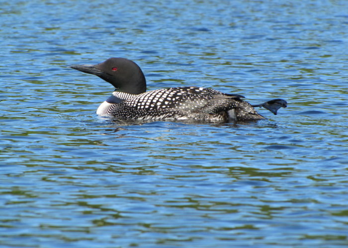 Common Loon Sangerville