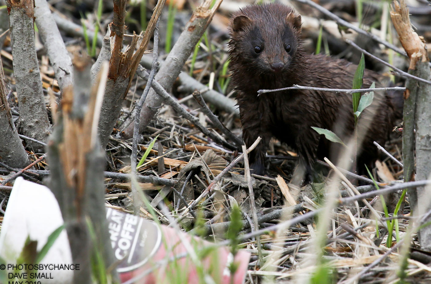 mink with litter by Dave Small