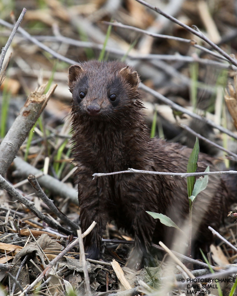 mink by David Small