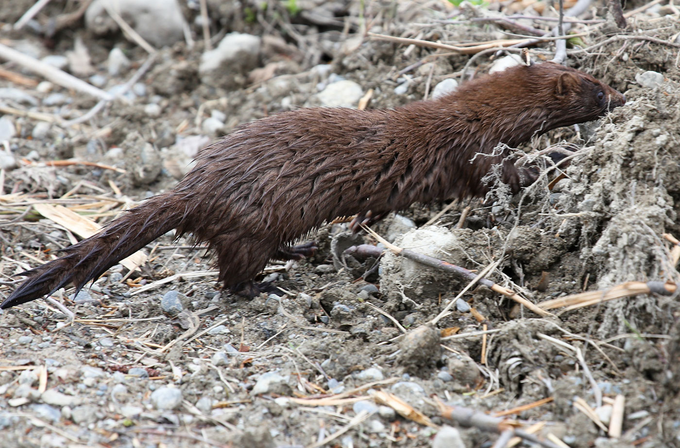 mink by David Small