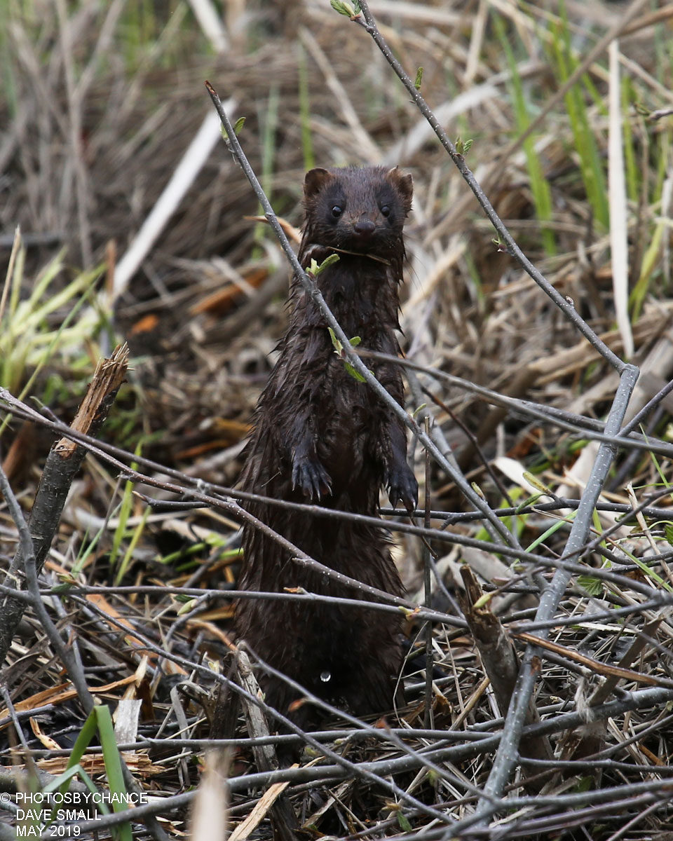 mink by David Small