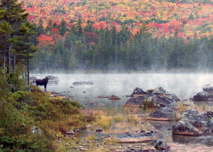 moose-baxter-state-park-gerard-monteux