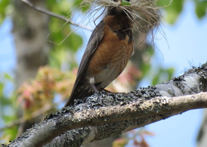 American Robin