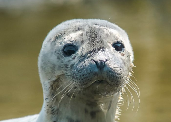 baby-harbor-seal-gerard-monteux