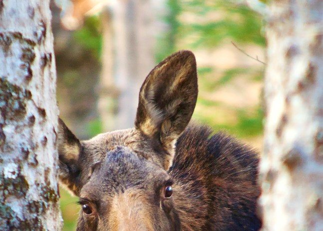 moose-baxter-state-park-gerard-monteux