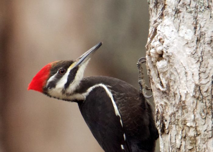 Pileated-woodpecker-gerard-monteux