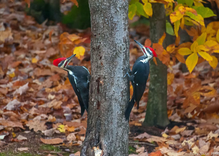 Pileated-woodpeckers